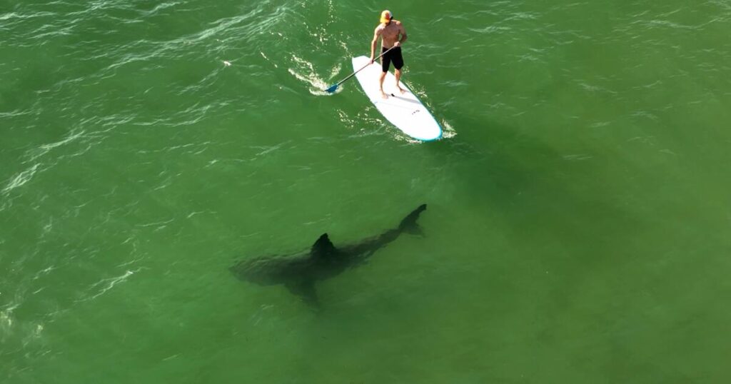 A Shark Monitoring System That Sends A Signal To Lifeguards