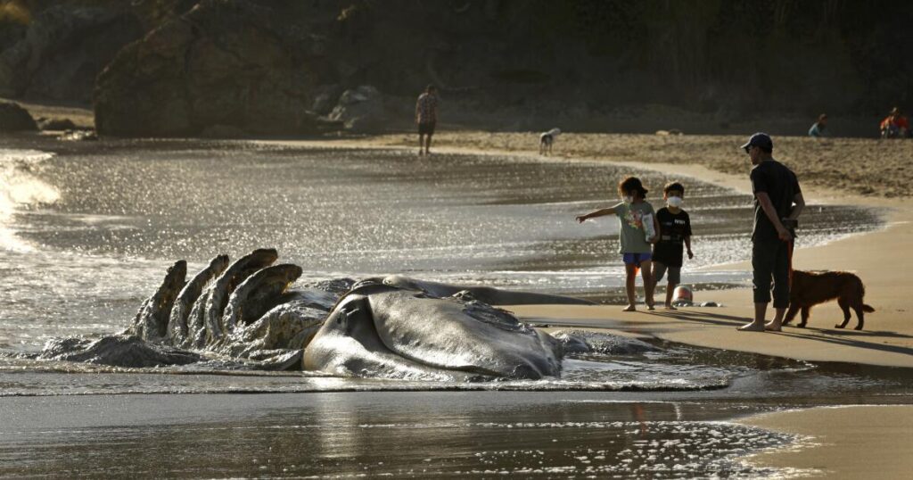 Famine Has Decimated The Pacific Coast Gray Whale Population