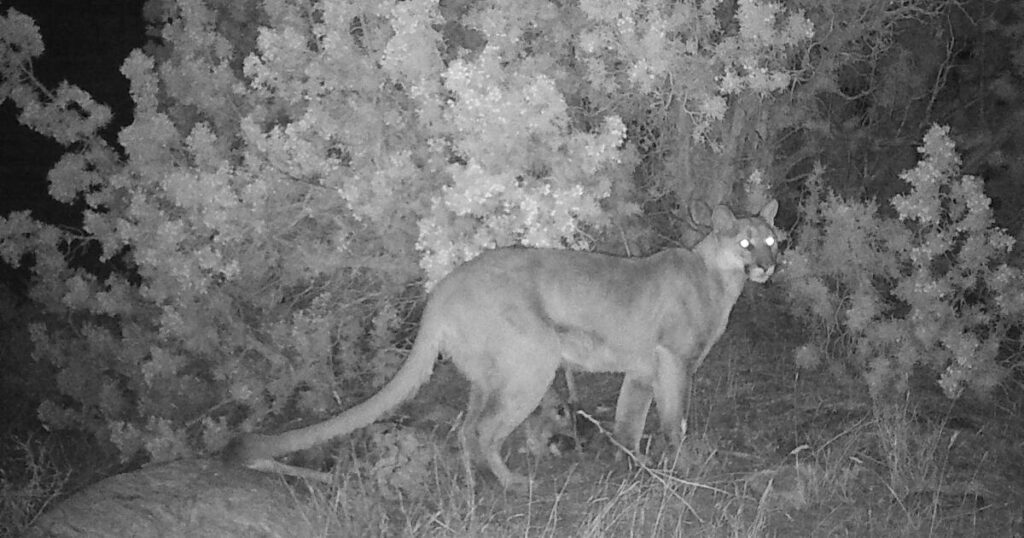 Mountain Lion Kills Man In Northern California Attack