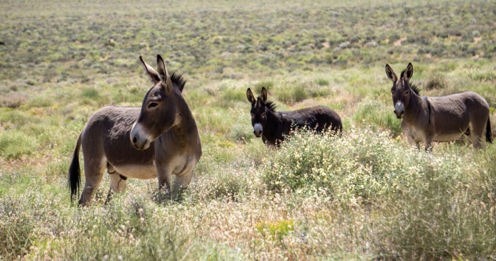 Two Men Have Pleaded Guilty To Shooting Wild Donkeys In