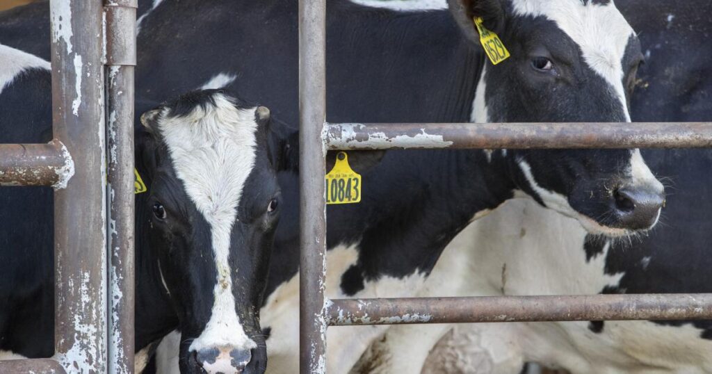 California Dairies Are Scrambling To Protect Herds From Bird Flu